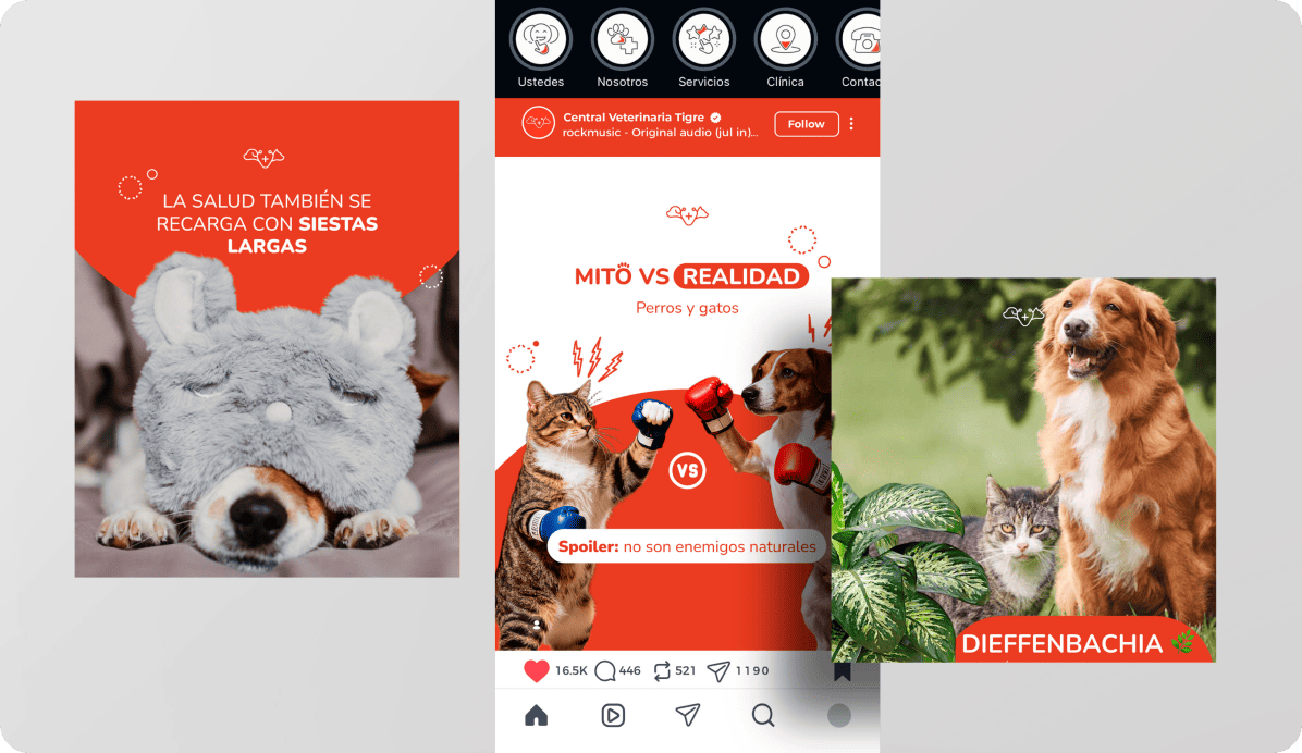 Contenido de redes de Central Veterinaria Tigre con consejos y mitos sobre la salud de las mascotas