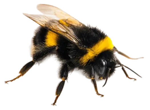 Abeja, el animal que representa a la unidad de Marketing Automation