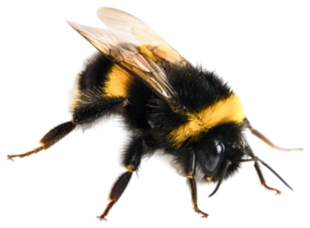 Abeja, el animal que representa a la unidad Marketing Automation