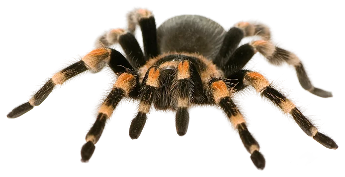 Araña, el animal que representa a la unidad eCommerce