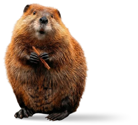 Castor, el animal que representa a la unidad Software Development