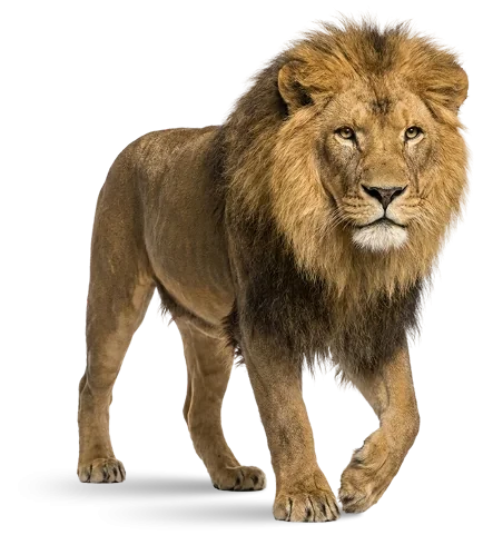 León, el animal que representa a la unidad Advertising