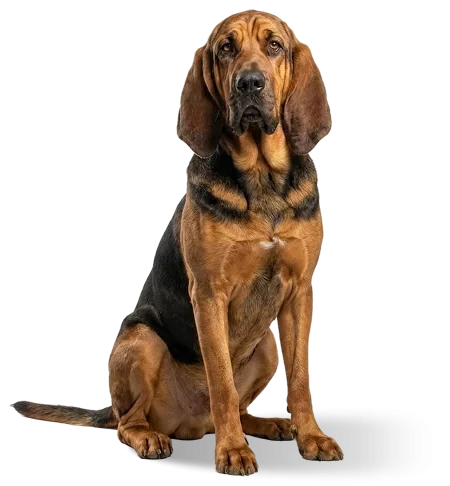 Sabueso, el animal que representa a la unidad Engine Optimization